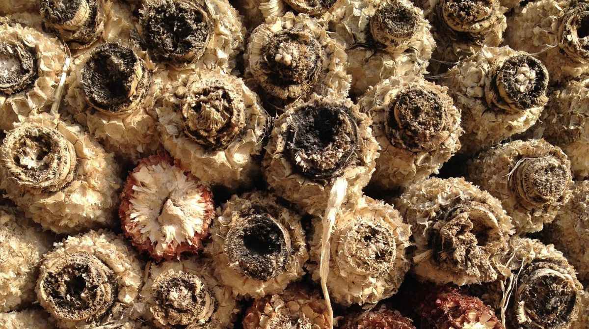 Jenis Pakan Bebek Petelur Yang Bagus Dan Alami, Jangan Asal Kasih